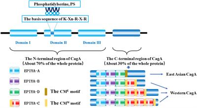 A review of signal pathway induced by virulent protein CagA of Helicobacter pylori